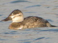 Ruddy Duck